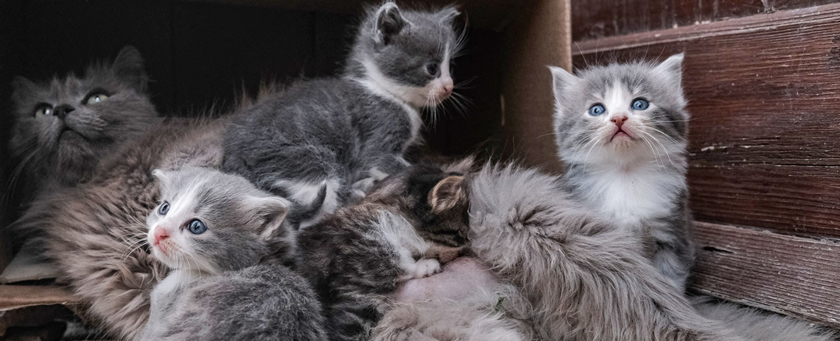 de-besmetting-van-jonge-kittens-met-h5n1-onderstreept-waarom-de-veestapel-omlaag-moet